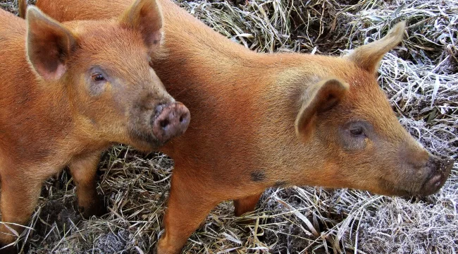 Tasmanian pigs